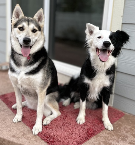 Akira(left) Zampa(right)