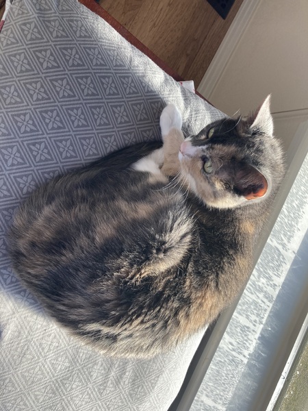 Kitty Girl
