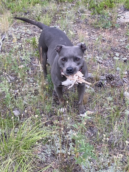 Gracie