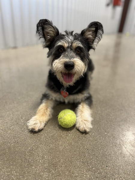 Stella Mae