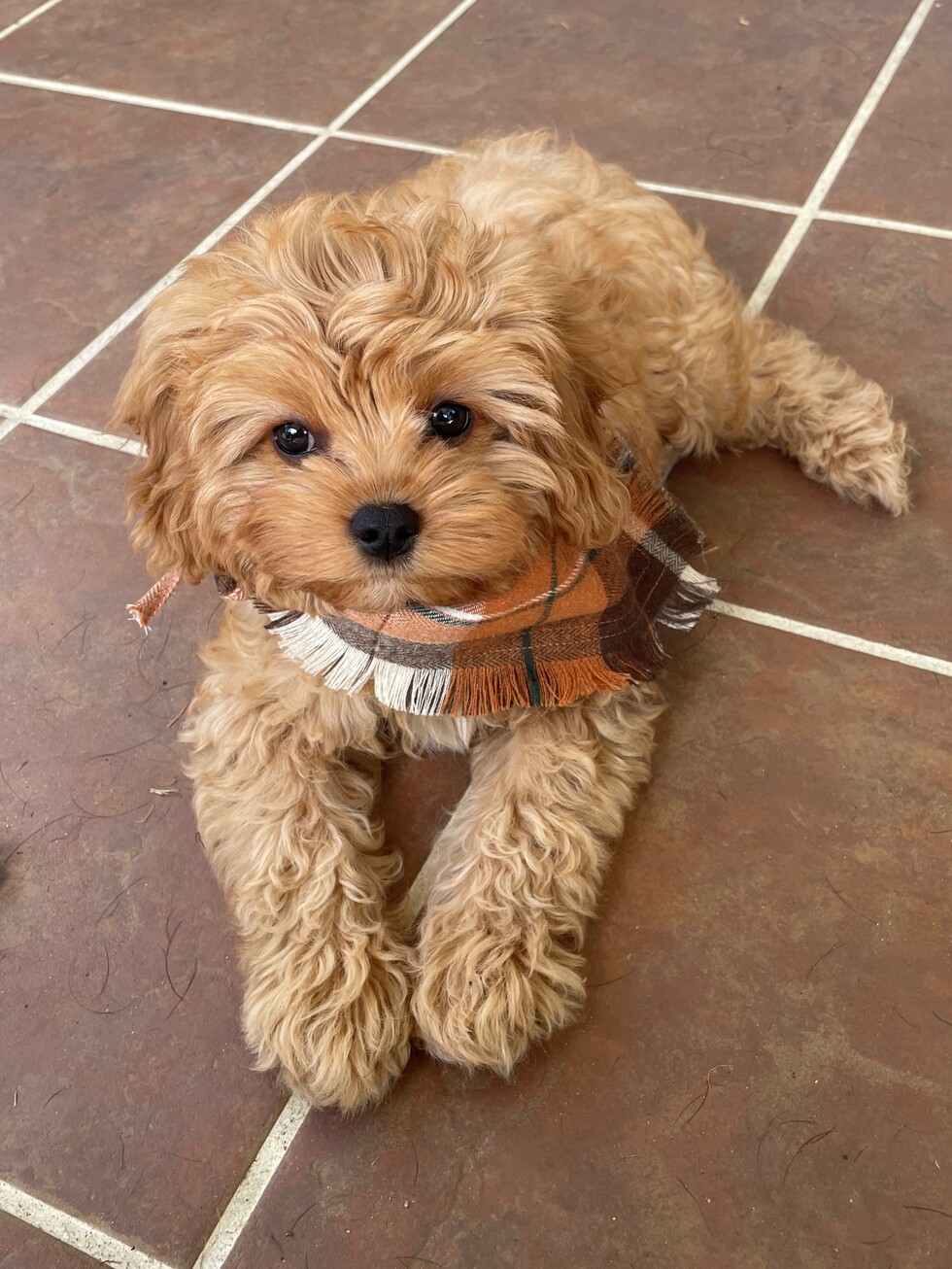 Vote for Mako Be The Solution’s Tally Top Pet