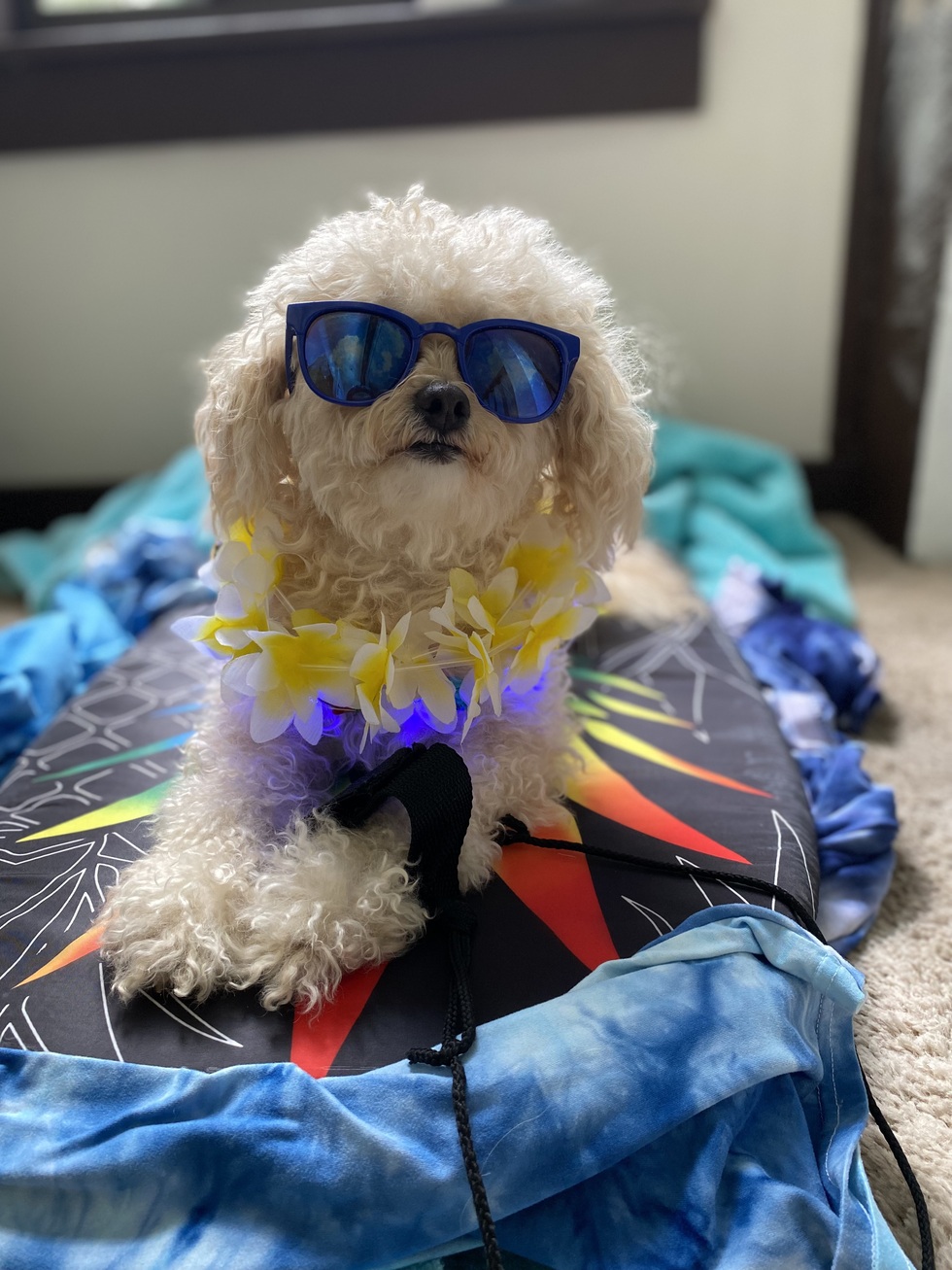 Vote for Sammie Girl Be The Solution’s Tally Top Pet