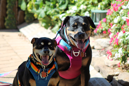 Hogan & Rosalie