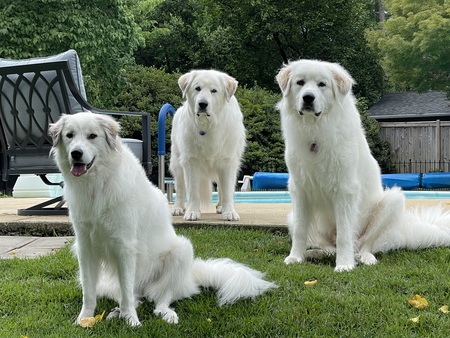 Belle, Bailey and Charlie (left to right)
