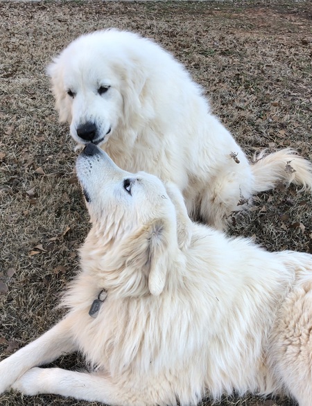 Toby and Dottie 