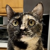 Entry image for The Tortie: Dory