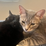 Entry image for Bucky and Bagheera Khan