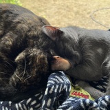Entry image for Triscuit and Bear