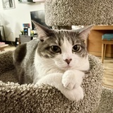 Entry image for Miss Bianca