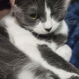 Entry image for Millie
