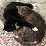 Entry image for Wallaby and Licorice