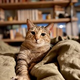 Entry image for Fat Kitty