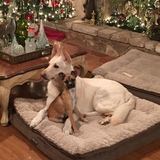 Entry image for Christmas Besties,  Fresca and Renly