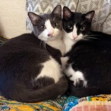 Entry image for Max and Jet