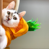 Entry image for Mr Monkey
