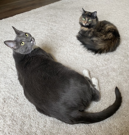 Entry image for Tubby & Binx. Clicking this image will show a larger photo