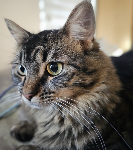Entry image for Shiloh. Clicking this image will show a larger photo