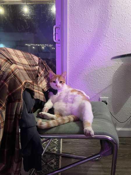 Entry image for Sampson. Clicking this image will show a larger photo