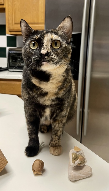 Entry image for The Tortie: Dory. Clicking this image will show a larger photo