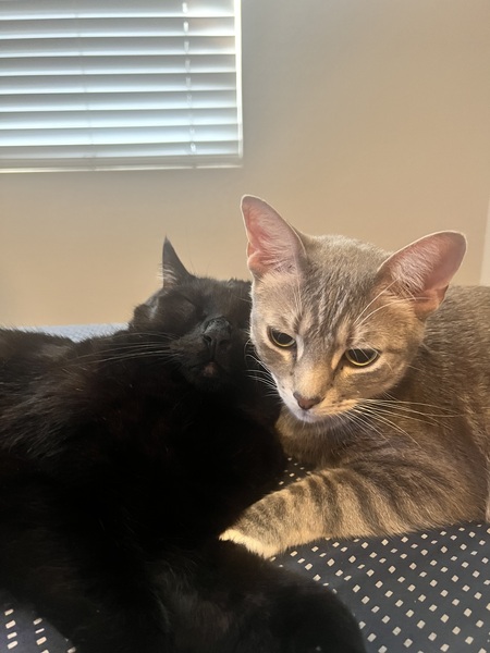 Entry image for Bucky and Bagheera Khan. Clicking this image will show a larger photo