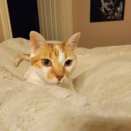 Entry image for Mia. Clicking this image will show a larger photo