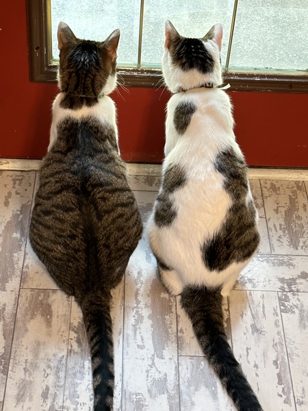Entry image for Razzle & Patches. Clicking this image will show a larger photo