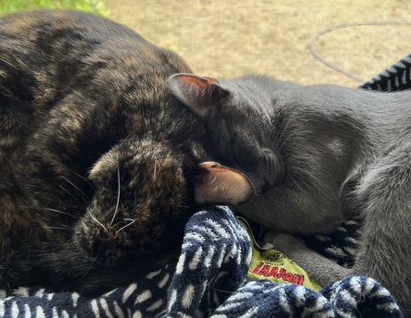 Entry image for Triscuit and Bear. Clicking this image will show a larger photo