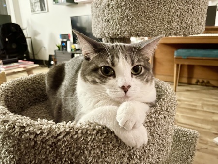 Entry image for Miss Bianca. Clicking this image will show a larger photo