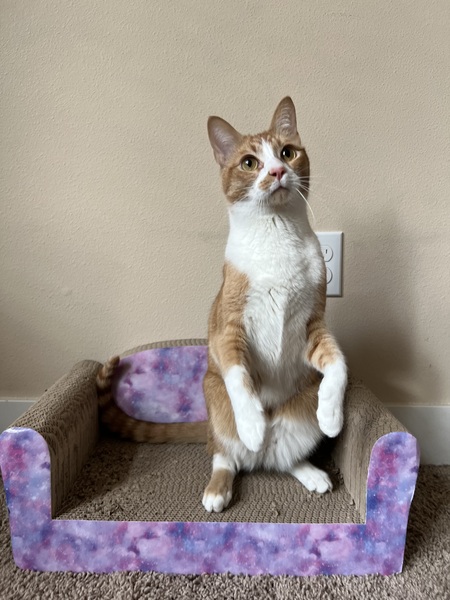 Entry image for Mister Cheese. Clicking this image will show a larger photo