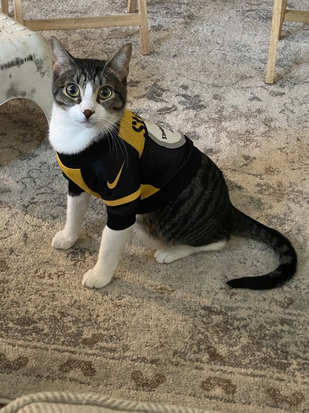 Entry image for Loki. Clicking this image will show a larger photo