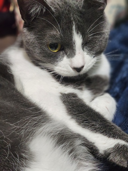 Entry image for Millie. Clicking this image will show a larger photo