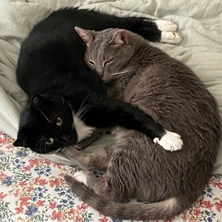 Entry image for Wallaby and Licorice. Clicking this image will show a larger photo