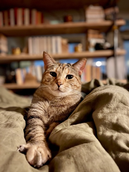Entry image for Fat Kitty. Clicking this image will show a larger photo