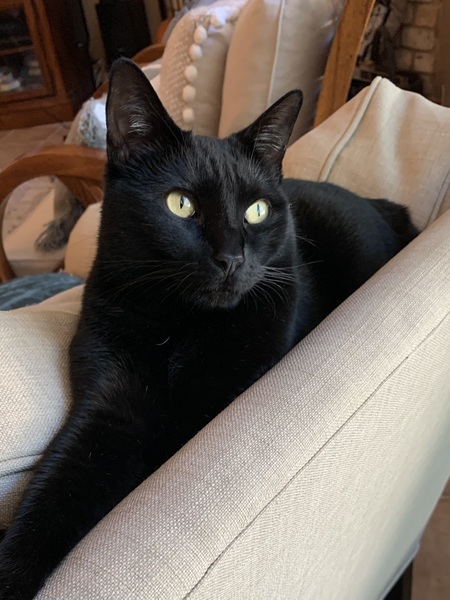 Entry image for Pearl. Clicking this image will show a larger photo