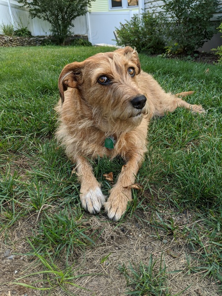 Entry image for Penny. Clicking this image will show a larger photo