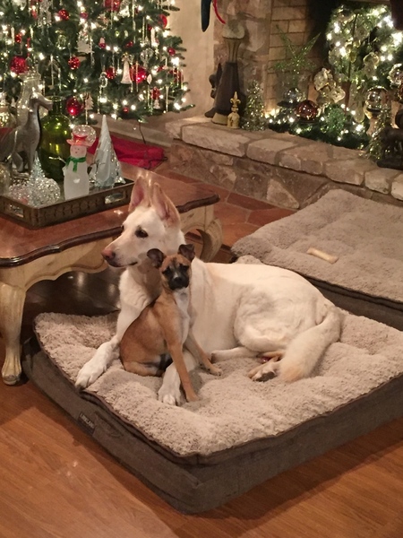Entry image for Christmas Besties,  Fresca and Renly. Clicking this image will show a larger photo