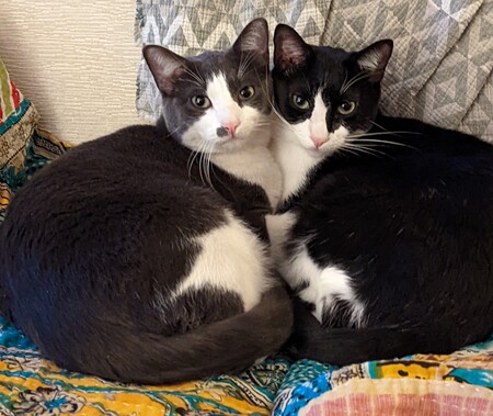 Entry image for Max and Jet. Clicking this image will show a larger photo