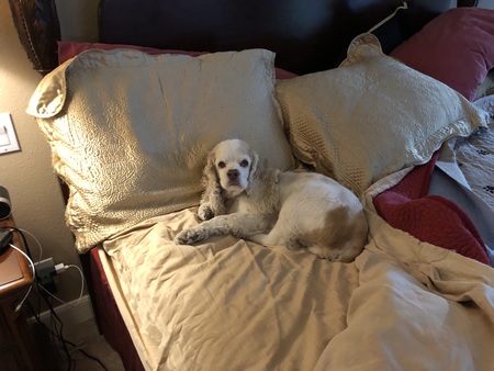 Entry image for Lila. Clicking this image will show a larger photo