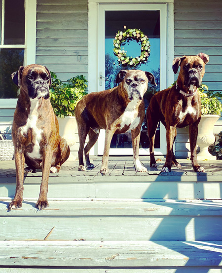 Bowie ABR Hamilton, Tex ABR Hero, Lola ABR Cocoa