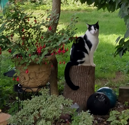 Ollie