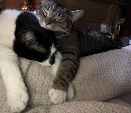 Milo and Owen