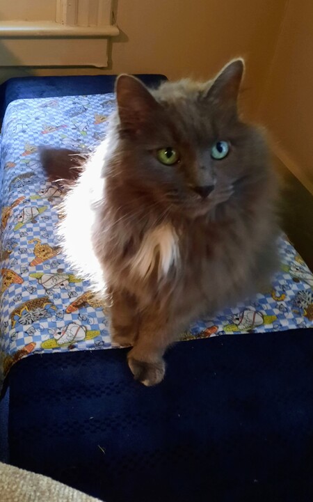 Daphne