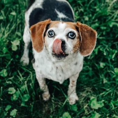 Gidget 