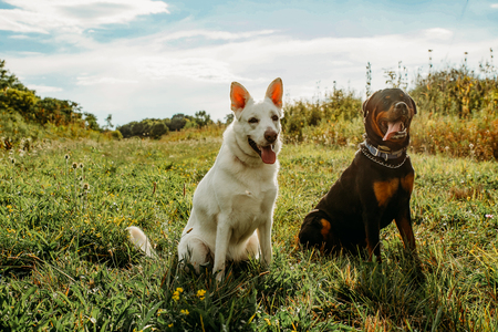 Ada Mae and Panzer
