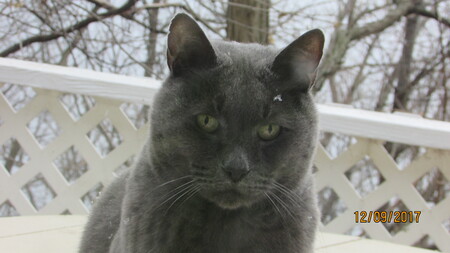 Greyson