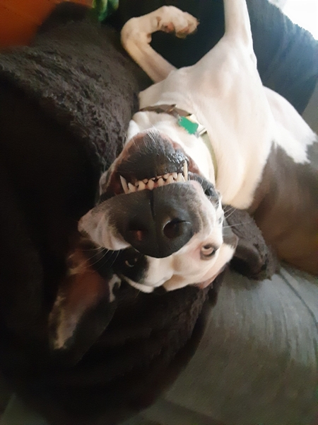 Timber