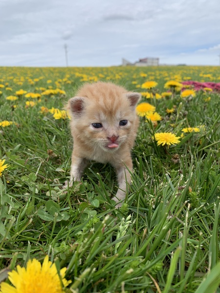 Leo