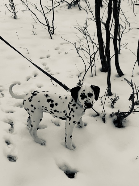 Echo 
