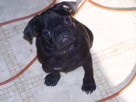 Louie