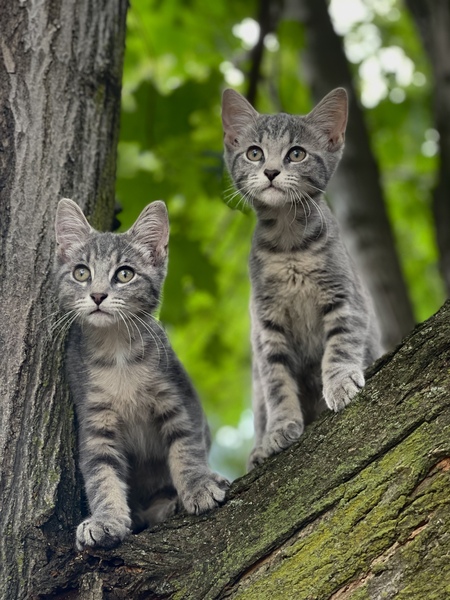 Artemis & Athena 